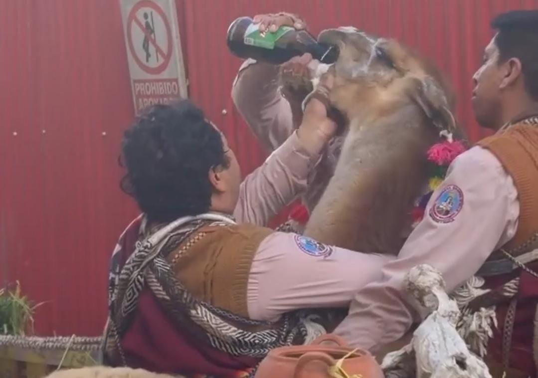 Danzantes son acusados de embriagar llama dándole cerveza en Cusco (VIDEO)