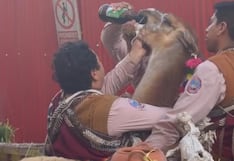 Danzantes son acusados de embriagar llama dándole cerveza en Cusco (VIDEO)