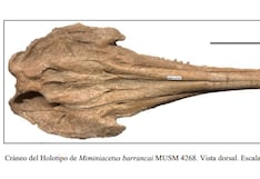 Descubren en el desierto de Ica una nueva especie de delfín que vivió hace 12 millones de años