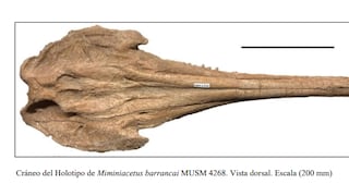Descubren en el desierto de Ica una nueva especie de delfín que vivió hace 12 millones de años