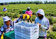 El arándano de Ica se inserta en la competencia agroexportadora nacional
