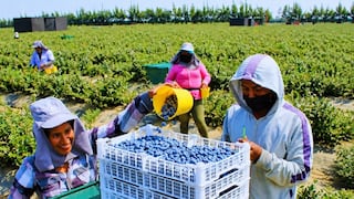 El arándano de Ica se inserta en la competencia agroexportadora nacional