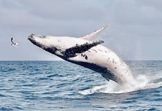 La temporada de ballenas beneficia a 9,500 pescadores en Piura