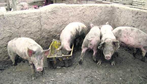 Criadores tienen en malas condiciones a cerdos y afectan a la población. (Foto: Referencial)