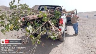 Nasca: retiran 50 plantaciones por presunta afectación al patrimonio cultural