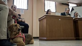 Un perro asiste a juicio como víctima de maltrato animal por primera vez en Latinoamérica (VIDEO)