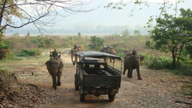Países fracasan en protección de elefantes, tigres y rinocerontes