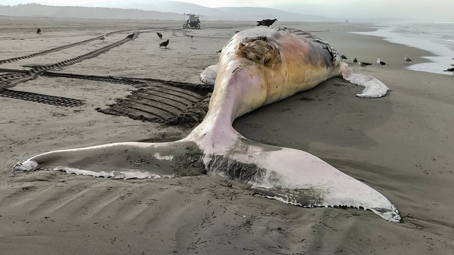 Reportan varamiento de una ballena jorobada en la playa Sombrero Chico, en Arequipa. Foto: IMARPE.