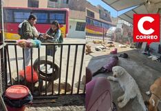 Ica: rescatista y sus 16 perros deben abandonar albergue este domingo