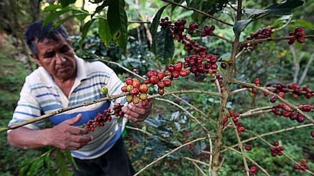 Control riguroso con productos fitosanitarios garantiza cosechas de café