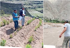 Seguro Agrícola Catastrófico protege 8,000 hectáreas de cultivos en la región Ica