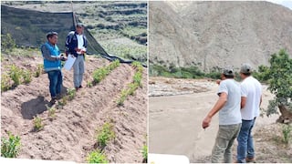 Seguro Agrícola Catastrófico protege 8,000 hectáreas de cultivos en la región Ica