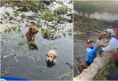 ¡Héroes sin capa! Serenos de Nasca salvan a dos perros de morir ahogados
