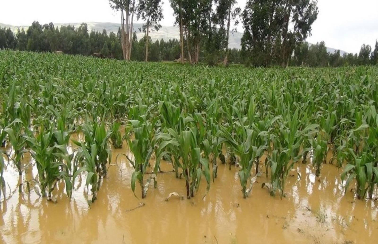 Daños severos en el sector agrícola.
