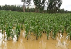Fenómeno lluvioso dejaría serios daños en el sector agrícola en la región Piura