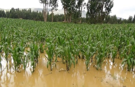 Fenómeno lluvioso dejaría serios daños en el sector agrícola en la región Piura