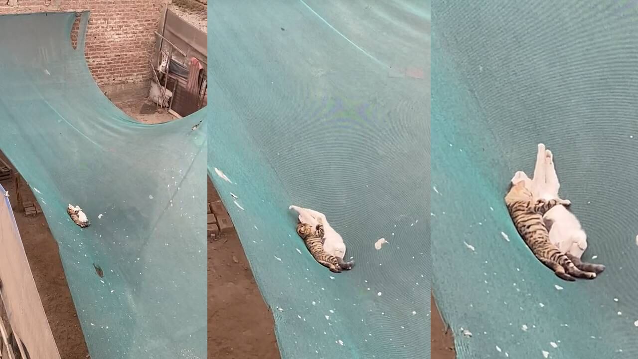 Gatos protagonizan una tierna escena. (Foto: composición EC)