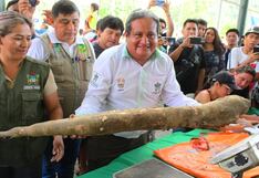 La yuca gigante causa sensación en la Playa Tingo de Huánuco