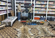 Serfor rescata 11 animales vivos e incauta decenas de ejemplares muertos en Caravelí