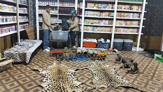 Serfor rescata 11 animales vivos e incauta decenas de ejemplares muertos en Caravelí