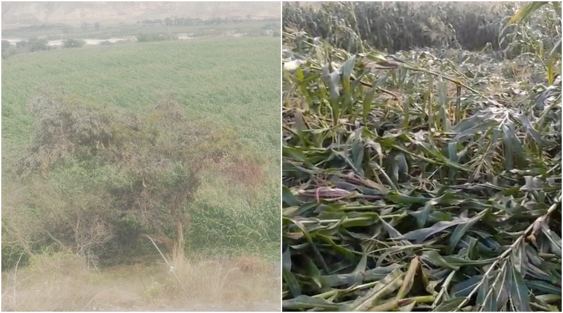 Pisco: más de 150 hectáreas de choclo devastadas por fuertes vientos en el distrito de Humay