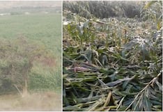 Pisco: más de 150 hectáreas de choclo devastadas por fuertes vientos en el distrito de Humay
