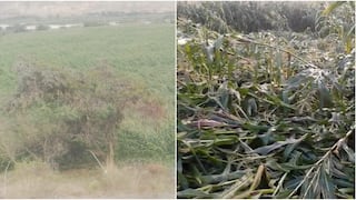 Pisco: más de 150 hectáreas de choclo devastadas por fuertes vientos en el distrito de Humay