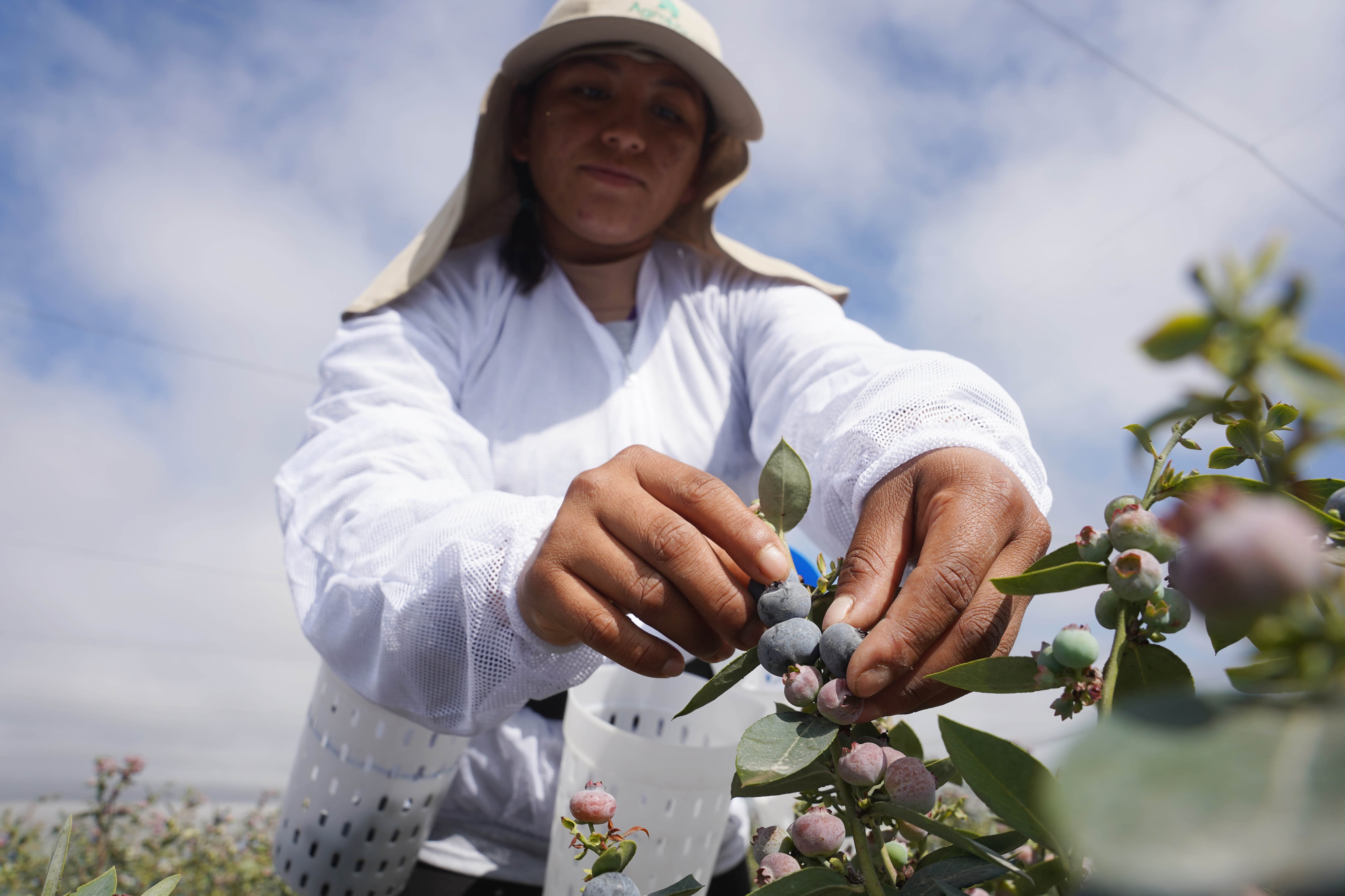 Ica se consolida en el segundo lugar tras exportar 33,283 toneladas de arándanos