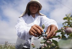 Ica se consolida en el segundo lugar tras exportar 33,283 toneladas de arándanos