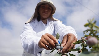 Ica se consolida en el segundo lugar tras exportar 33,283 toneladas de arándanos
