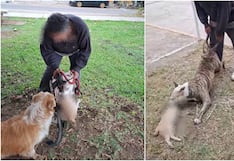 Ica: denuncian que pitbull mató a un gato durante ataque en parque de la Urb. Santa María