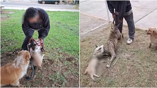 Ica: denuncian que pitbull mató a un gato durante ataque en parque de la Urb. Santa María