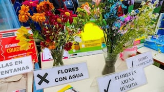 Dengue Perú: recomiendan reemplazar el agua de floreros por arena húmeda