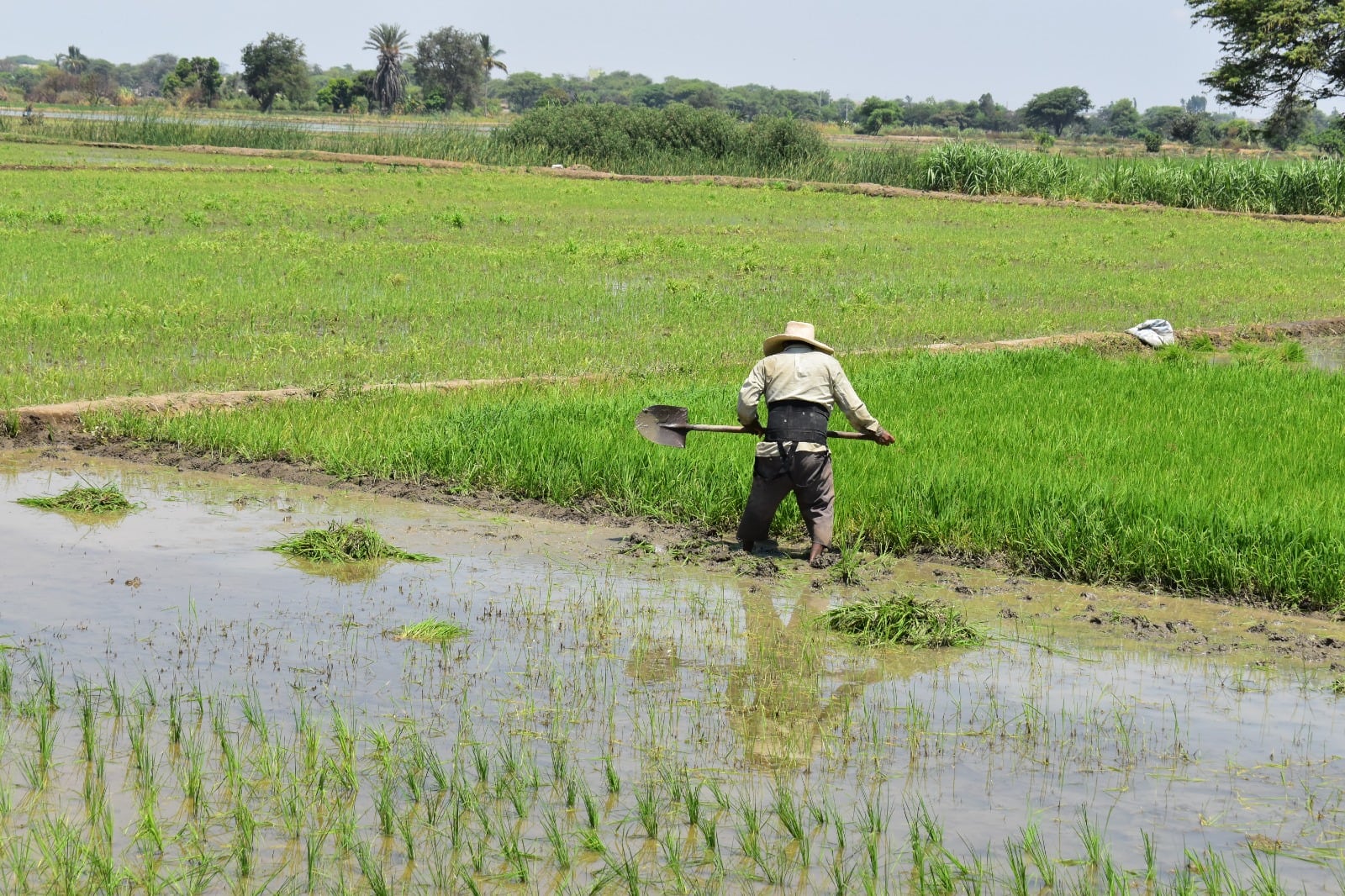 Instalación de campaña de arroz en Morropón