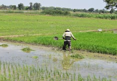 Piura: Morropón alcanza el 87 % de instalación en la campaña grande de arroz 2025–2026