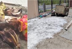 Palpa: denuncian insalubridad en camal municipal tras difusión de video en redes sociales