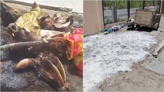 Palpa: denuncian insalubridad en camal municipal tras difusión de video en redes sociales