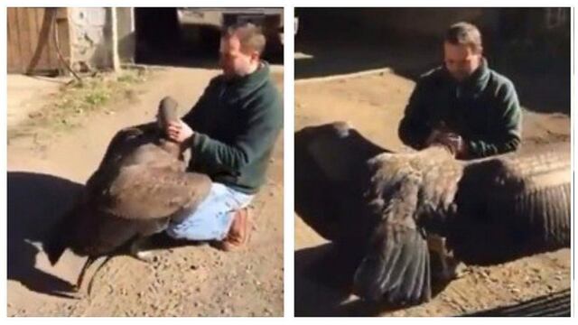 La verdad detrás de la historia del cóndor que regresa a ver al hombre que lo salvó [VIDEO]