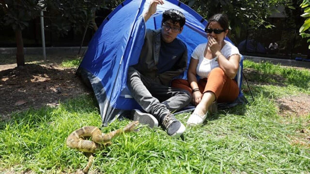 Subrayan la importancia de no subestimar las mordeduras o picaduras de animales venenosos.