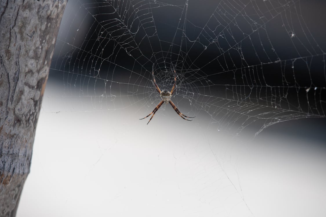 El Seguro Social de Salud advierte que la mordedura de la araña violinista puede causar graves complicaciones si no se recibe atención médica inmediata. (Foto: Gob.pe)