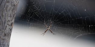 El Seguro Social de Salud advierte que la mordedura de la araña violinista puede causar graves complicaciones si no se recibe atención médica inmediata. (Foto: Gob.pe)