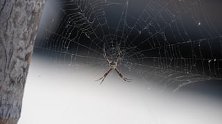Araña casera: cómo reconocer su mordedura y qué hacer ante un riesgo mortal