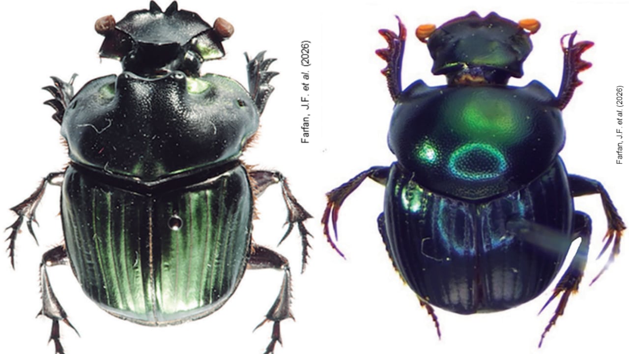 La investigación identificó 44 especies en total dentro del Parque Nacional Bahuaja-Sonene, destacando el valor científico de este ecosistema único.