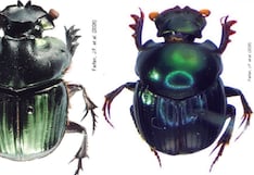 Descubren seis especies de escarabajos estercoleros nunca antes registradas en Perú