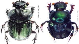 Descubren seis especies de escarabajos estercoleros nunca antes registradas en Perú