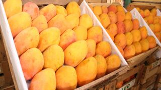 Crisis en Piura: 80% de la producción de mango se pierde