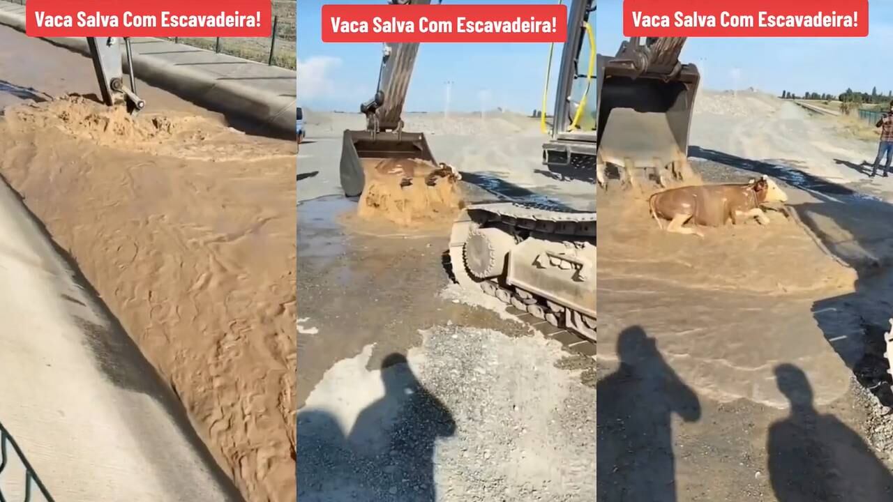 Vaca se salva de morir. (Foto: composición EC)