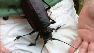 El escarabajo más grande del mundo vive en el Perú 