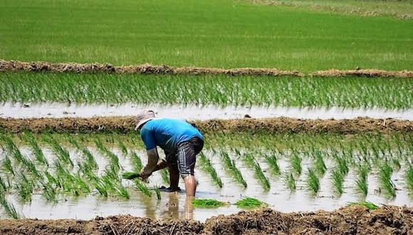 Instituciones se unen para iniciar estudio y determinar la relación entre el consumo del agua en los cultivos de arroz y el rendimiento del cereal por cada hectárea.