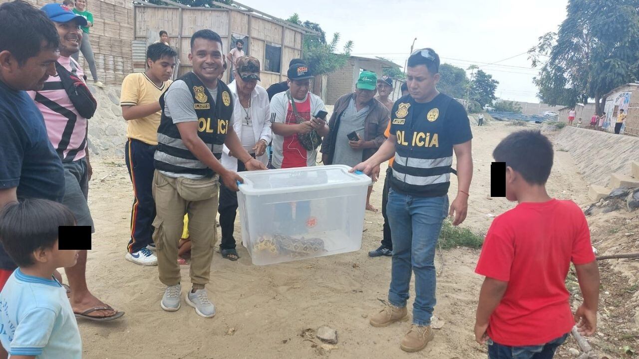 Vecinos alertaron de la presencia de la culebra al personal policial de Medio Ambiente que acudieron a la zona para atraparlo.